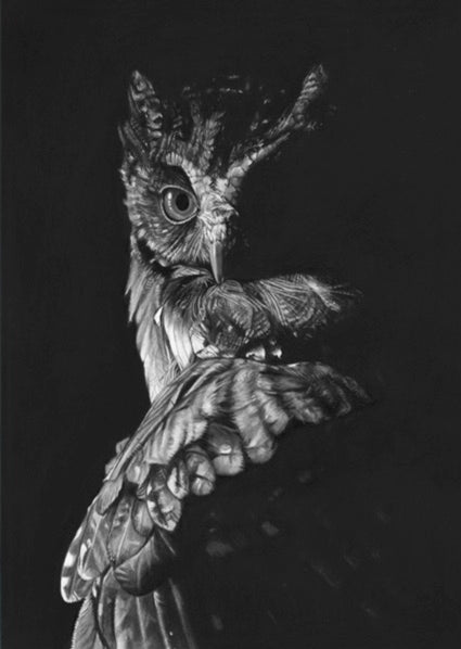 LIMITED EDITION PRINTS - Owl in shadow - Fine art Giclee