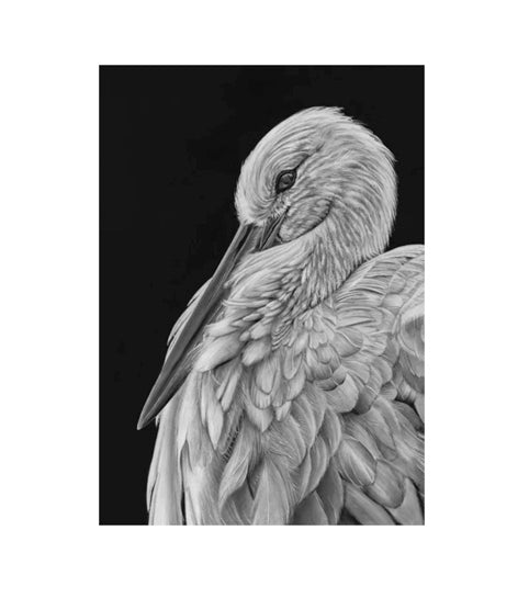 LIMITED EDITION A4 PRINTS - Stork - Fine art Giclee