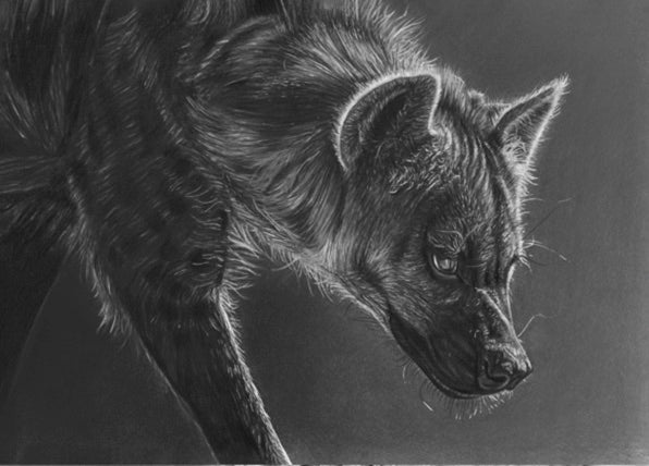 DRUCKE IN LIMITIERTER AUFLAGE - Hyäne - Fine Art Giclée