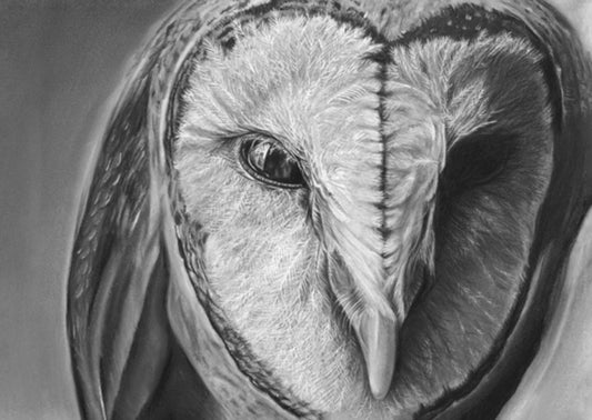 LIMITED EDITION PRINTS - Owl - Fine art Giclee