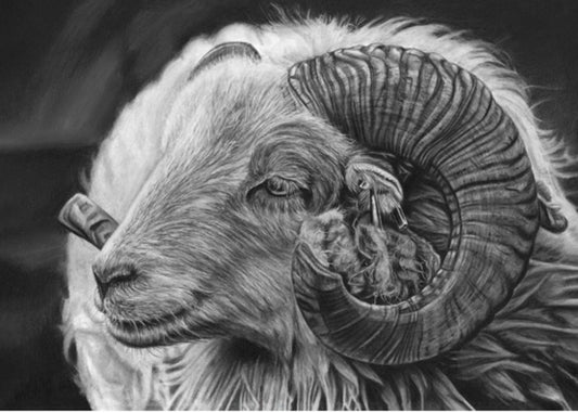 LIMITED EDITION PRINTS - Sheep - Fine art Giclee - Lisa Gascoine