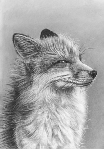 IMPRESIONES DE EDICIÓN LIMITADA - Fox - Bellas artes Giclée