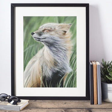 LIMITED EDITION PRINTS - Windswept Fox in Colour - Fine art Giclee