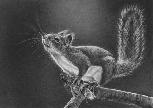 LIMITED EDITION PRINTS - Squirrel Jumping- Fine art Giclee
