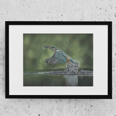 LIMITED EDITION PRINTS - Kingfisher in Colour - Fine art Giclee
