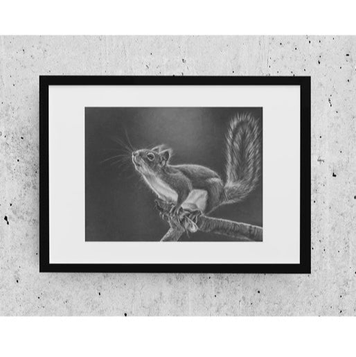 LIMITED EDITION PRINTS - Squirrel Jumping- Fine art Giclee