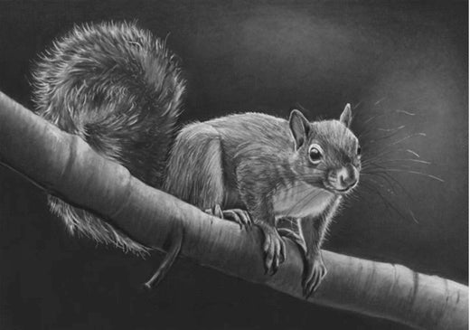 LIMITED EDITION A4 PRINTS - Squirrel balancing on a branch - Fine art Giclee