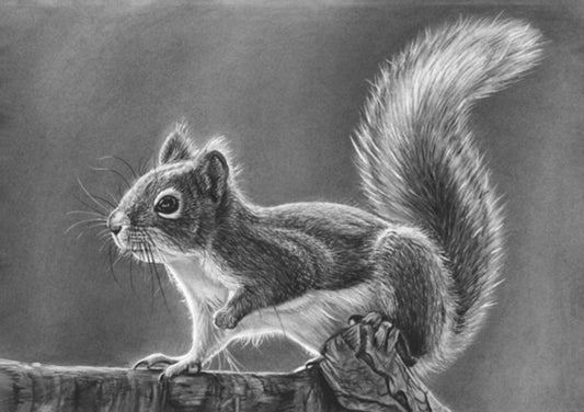 LIMITED EDITION PRINTS -Squirrel - Fine art Giclee