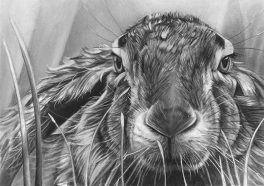 IMPRESIONES DE EDICIÓN LIMITADA - Liebre en la hierba - Bellas artes Giclée