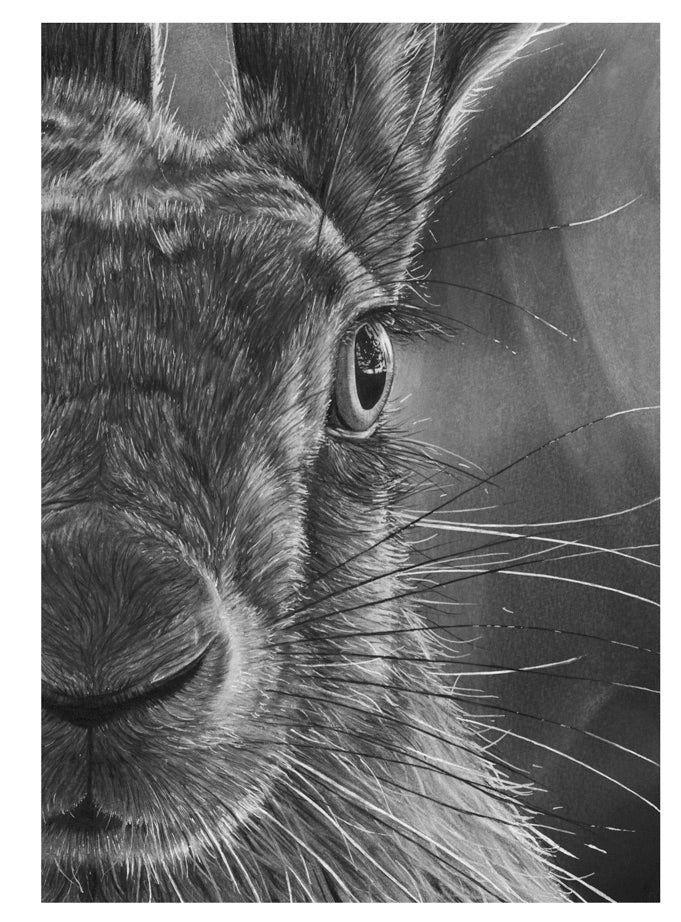 LIMITED EDITION PRINTS -The Hare - Fine art Giclee