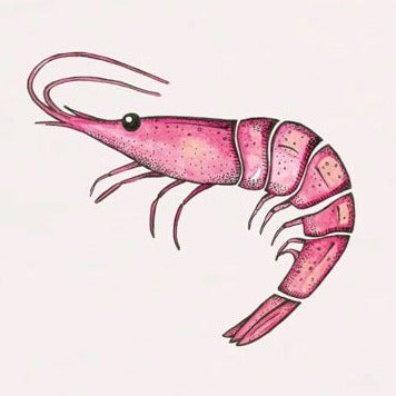 Best Organic Super Soft unisex T-shirt -Prawn