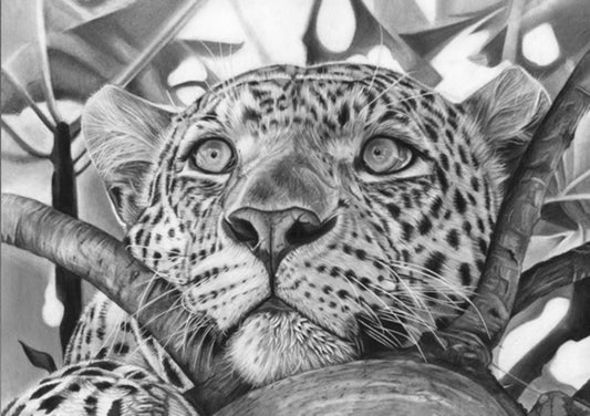 LIMITED EDITION PRINTS - Leopard- Fine art Giclee