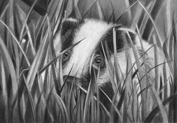 LIMITED EDITION PRINTS - Badger in Grass- Fine art Giclee
