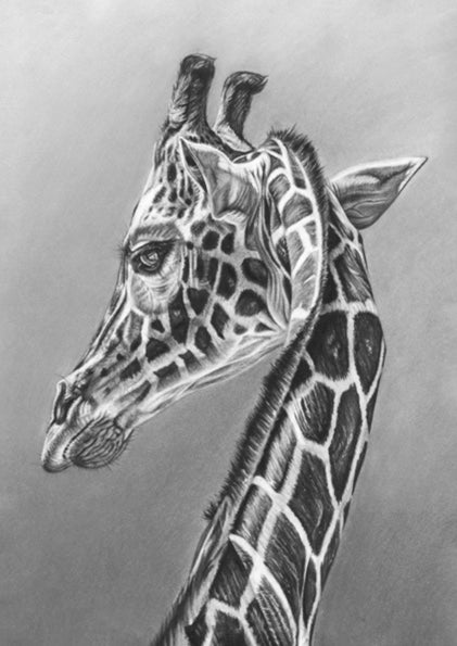 IMPRESIONES DE EDICIÓN LIMITADA - Jirafa - Bellas artes Giclée