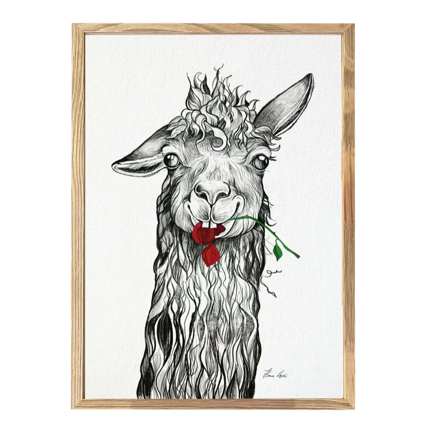 Premium Art Print - Steven the Llama chewing a Red Rose