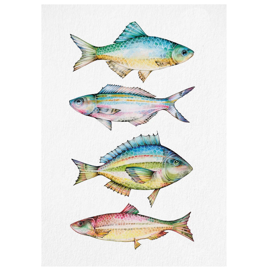 Postcard - Freshwater Fish