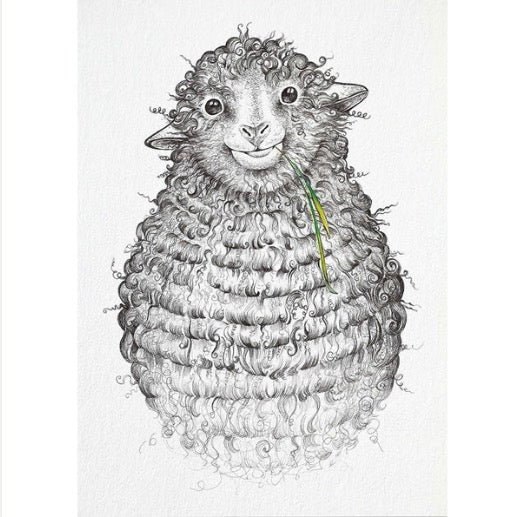 Postcard - Sheep