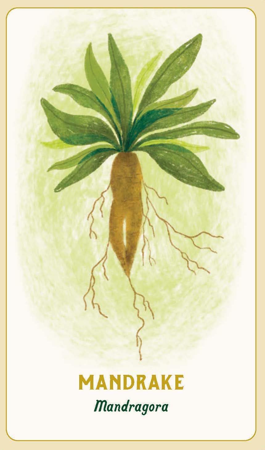 Forest Magic Oracle Deck by Nikki Van de Car- Illustrated by Elin Manon