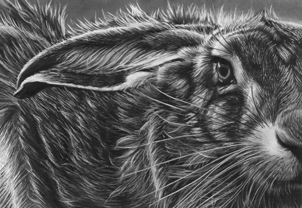 DRUCKE IN LIMITIERTER AUFLAGE - Der Hase - Fine Art Giclée