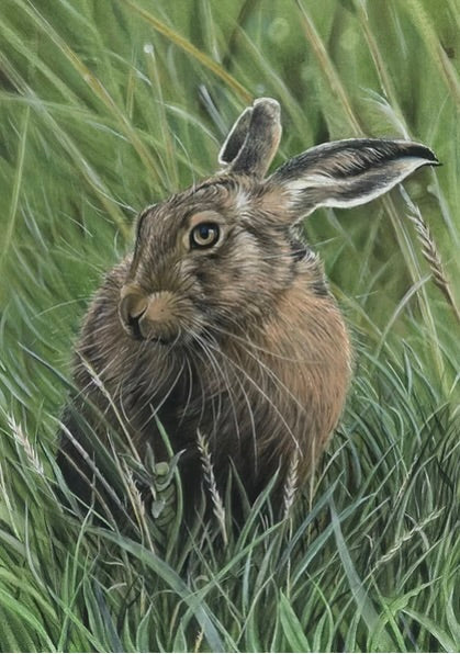 Hare in Grass Colour-Limited Edition Prints