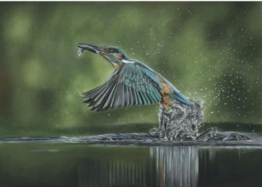 LIMITED EDITION PRINTS - Kingfisher in Colour  - Fine art Giclee