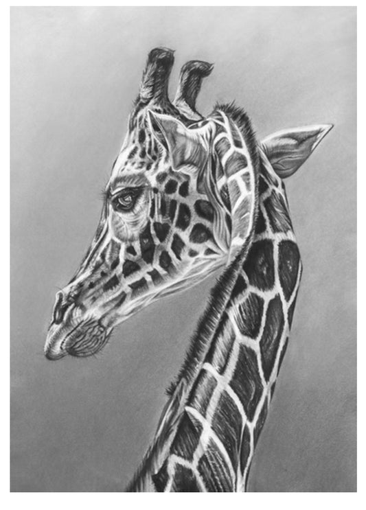 Giraffe  – Original A3 Charcoal & Pastel Wildlife Artwork