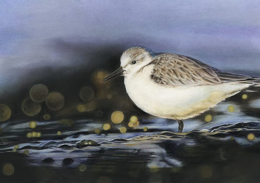Sanderling on Shore -Limited Edition Print