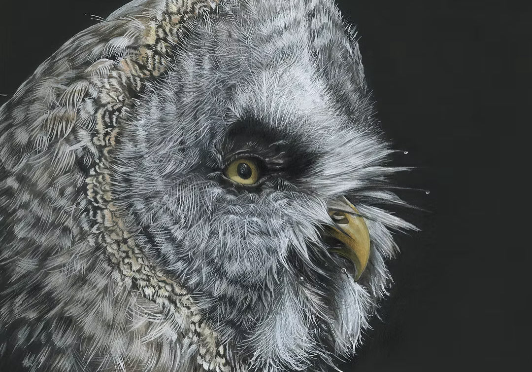 Great Grey Owl - Limited Edition Print
