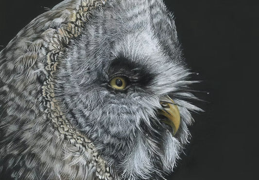 Great Grey Owl - Limited Edition Print