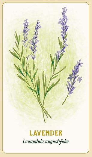 Forest Magic Oracle Deck by Nikki Van de Car- Illustrated by Elin Manon