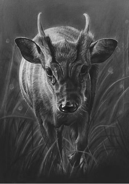 Muntjac-Limited Edition Print