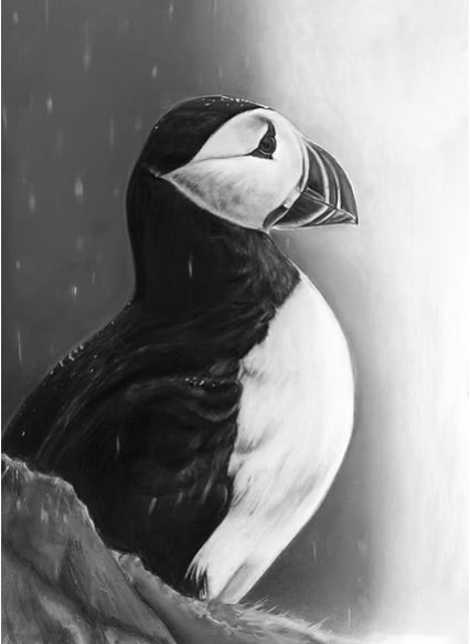 Puffin-Limited Edition Print